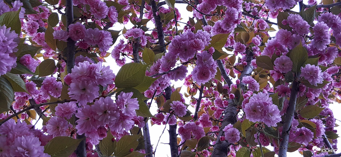 Gyönyörű pompában :) Szeged