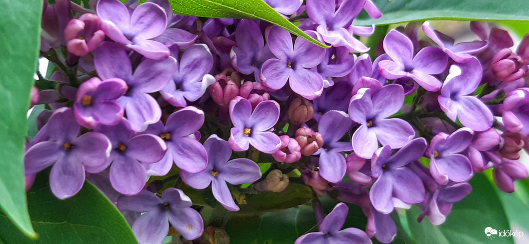 Orgonavirágzás március végén... :)