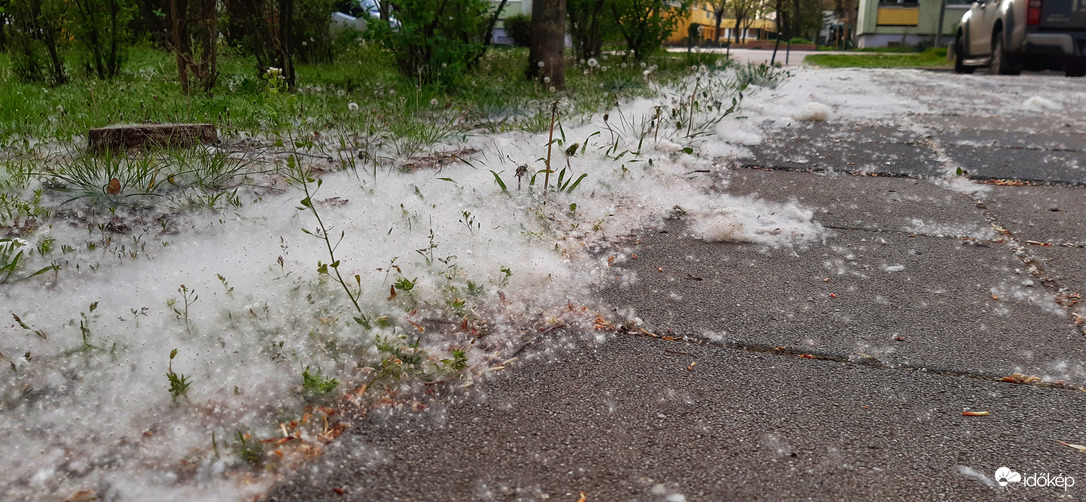 Szeged "behavazott"...