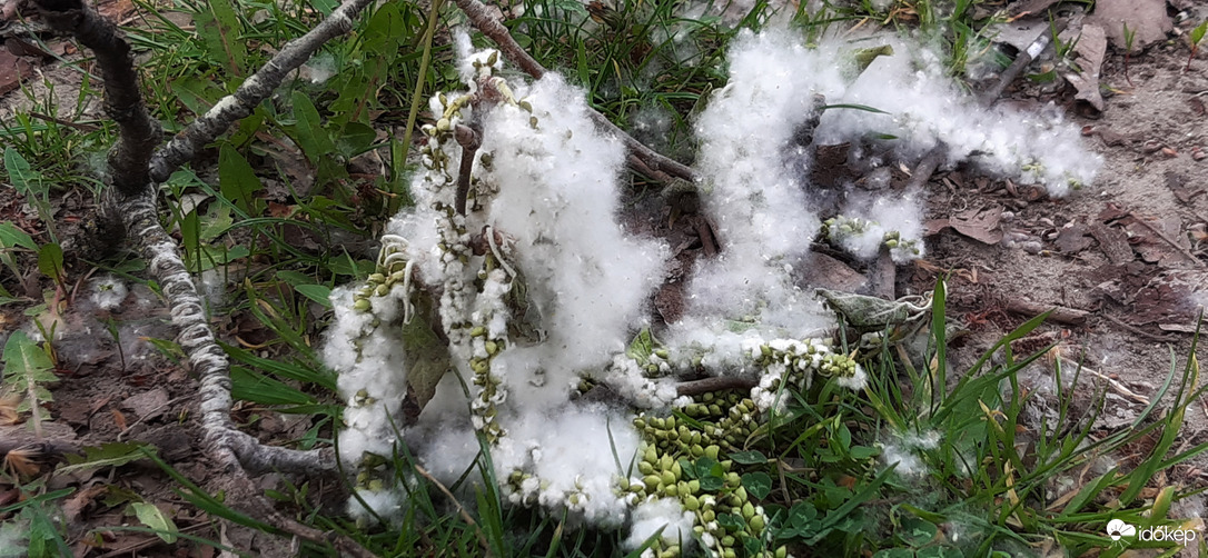 Nyárfa virágzása MÁRCIUS 31. Szeged