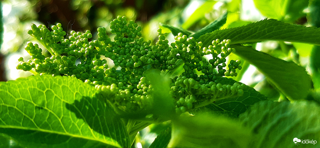 04.08. Hamarosan virágzik a bodza Szegeden :) 