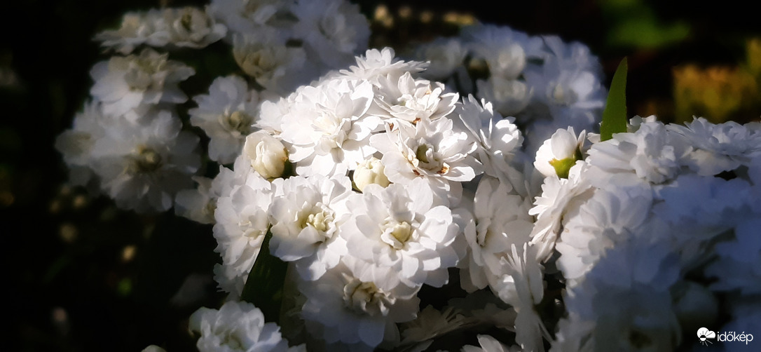 Selymes fehér... :)