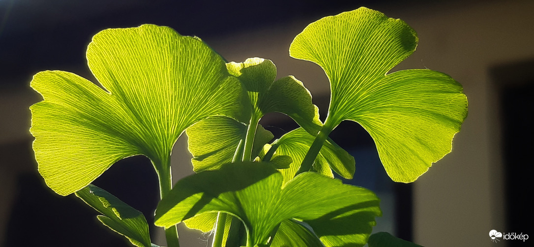 Páfrányfenyőm a tavaszban  :) 