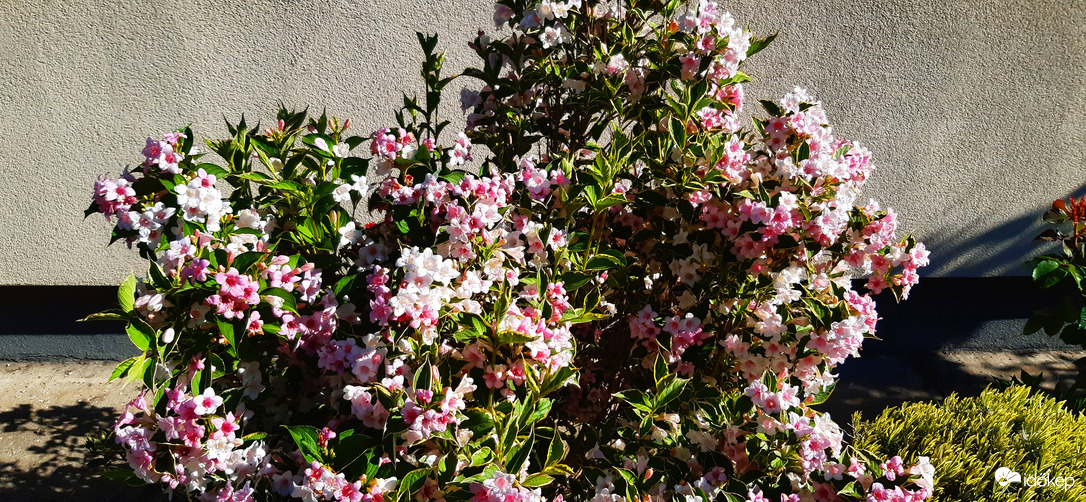 Köszönöm az esőt!  :)