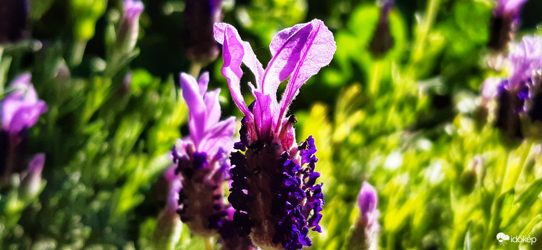 Nyuszifül helyett, Levifül :))