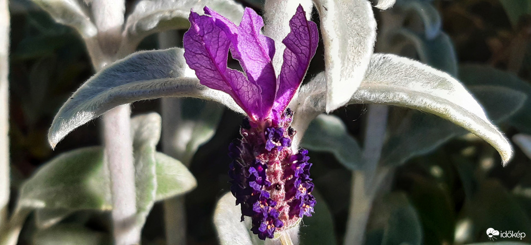 Levendula és a Nyuszifül barátság :)) :)