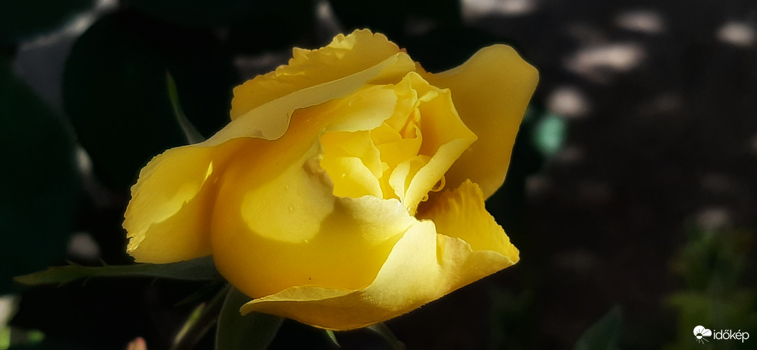 Félárnyékos portré... :)