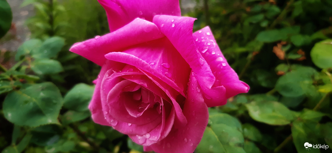 "Mindenki" esőcseppes :))