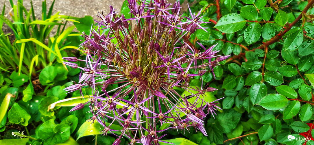Gömböcske-hagymácska :)