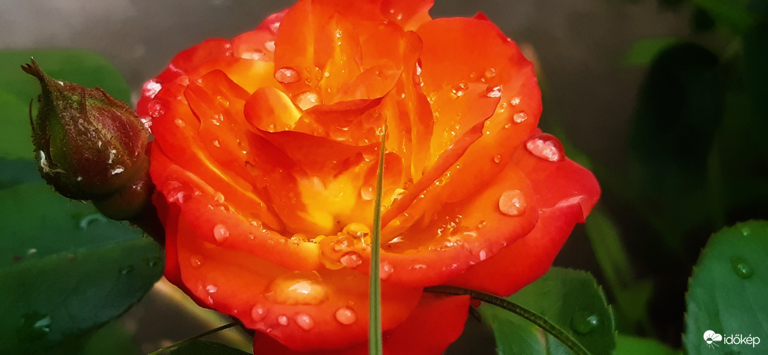 Narancsos szépség :)