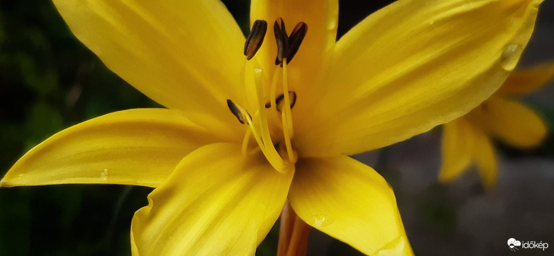 Sárga szerelem... :)