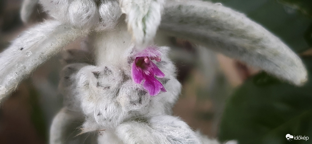 Nyuszikafülike virágocska :))