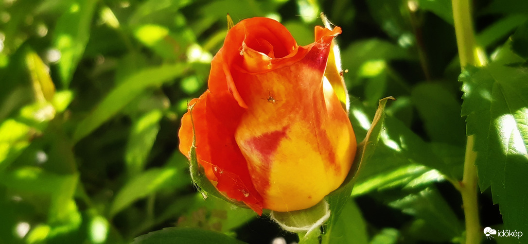 Narancsos bimbózó :)