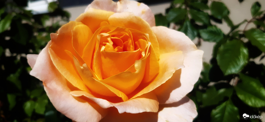 Szépen nyiladoznak :)