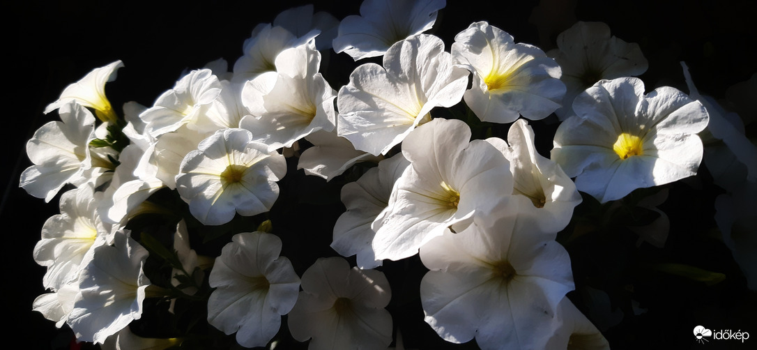 Algyői Petúniák, szép idő van :)