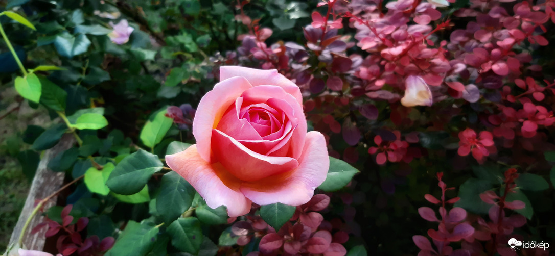 Rózsaszín álom :)