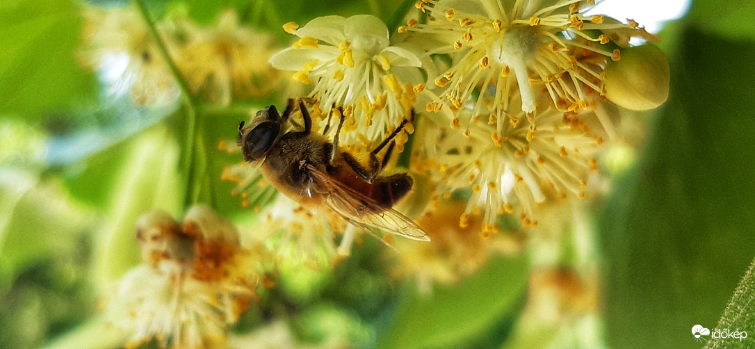 Züm-züm! Szeretitek a hársmézet? :))