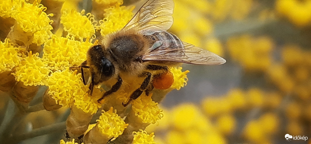 Batyús maja (◠‿◠)