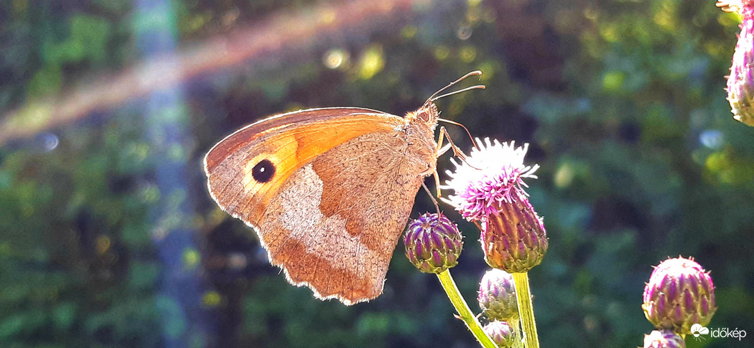 Verőfényes napsütésben :)