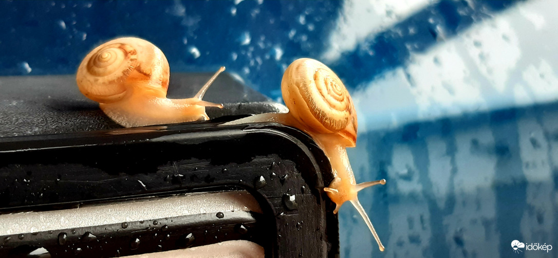 Velünk utazók...rendszámtáblán :))