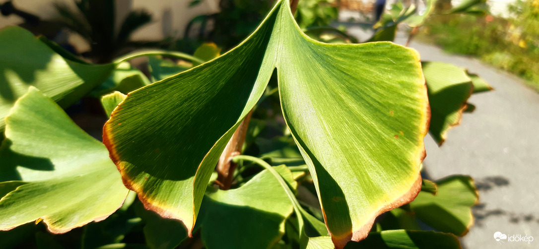 ŐSZülünk,ŐSZülünk... :)