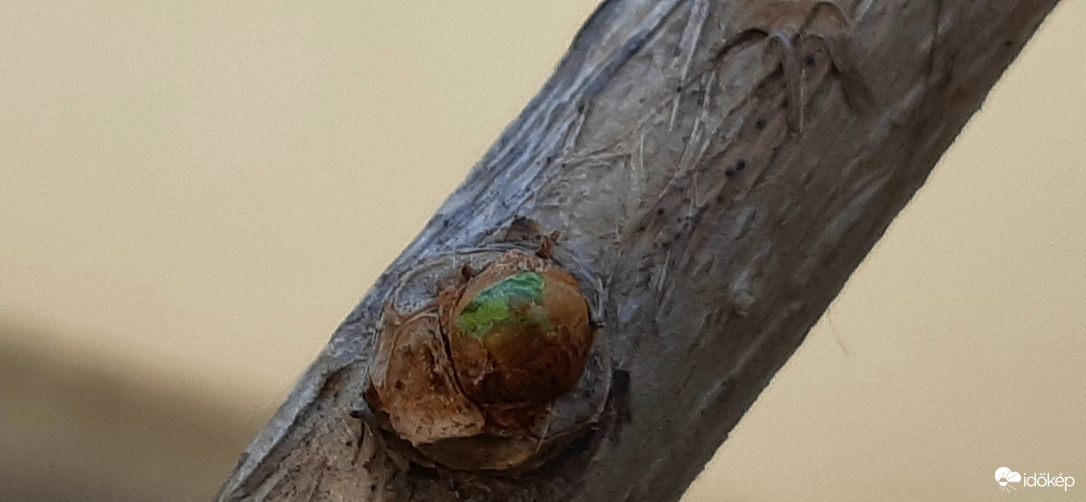 Katikának, Ginkgo ;))