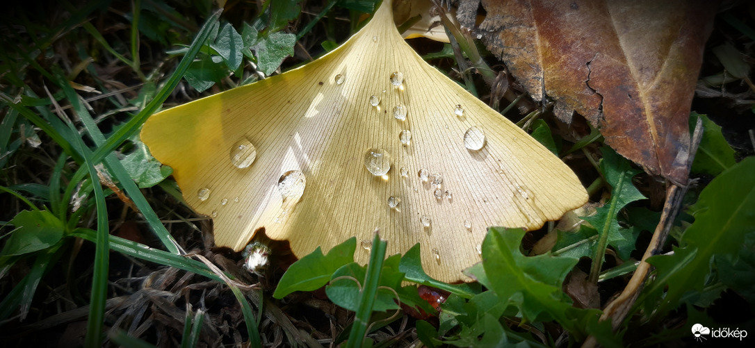 Szegeden volt zuhi rendesen az éjjel