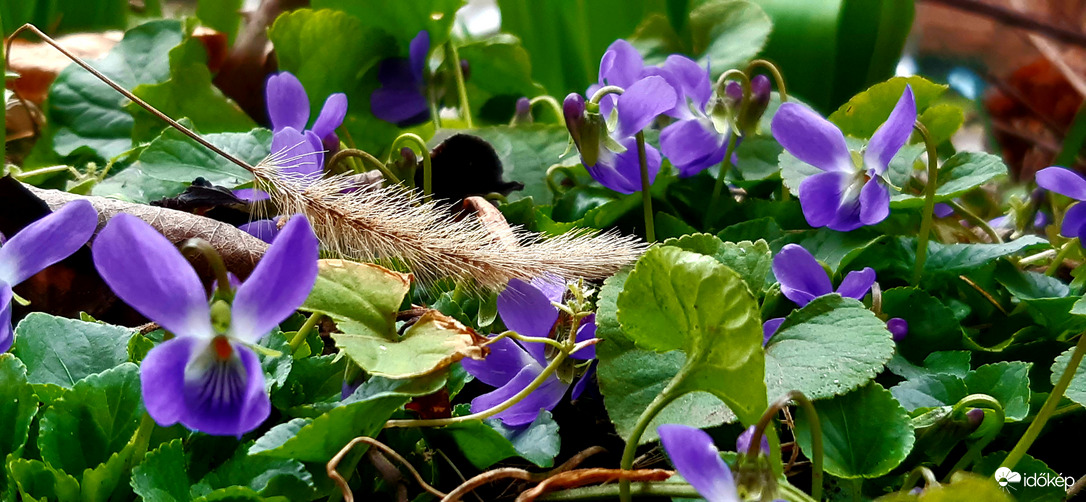 Márciusi szépségek :)