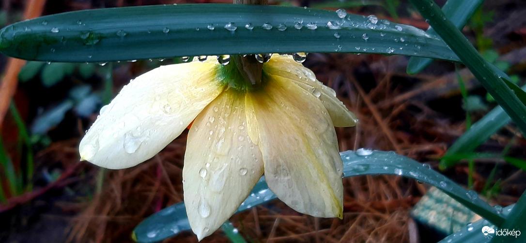 Szeged ázik...végre!