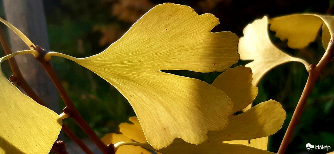Őszi Ginkgo