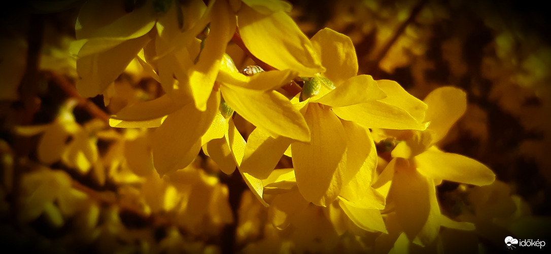 Gyönyörűség... :))