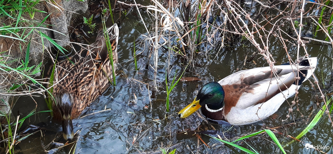 Oldalkocsi megjött, úgyhogy felébredtem... :)