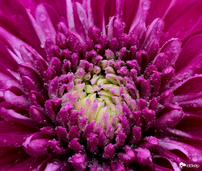 Rózsaszín krizantém 3.