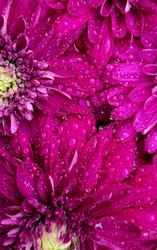 Rózsaszín krizantém 2.