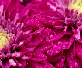 Rózsaszín krizantém.