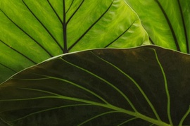 Vibráló alocasia levelek 2.