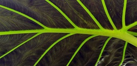 Vibráló alocasia levelek.