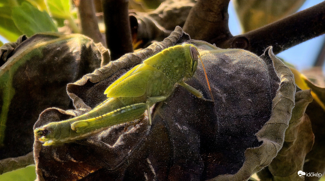 Megpihenő ugróbajnok.