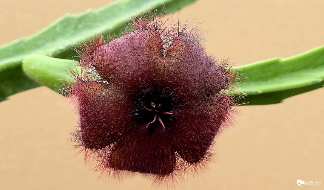 Virágzó kaktusz 2.