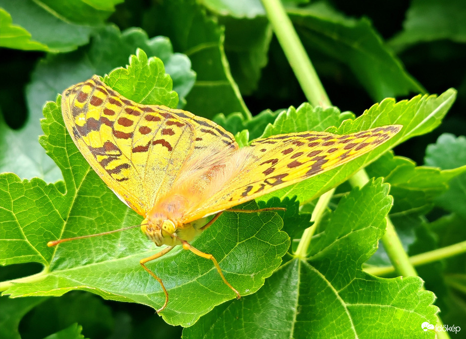Piliscsaba