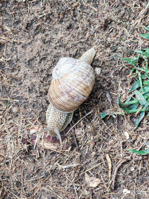 Piliscsaba