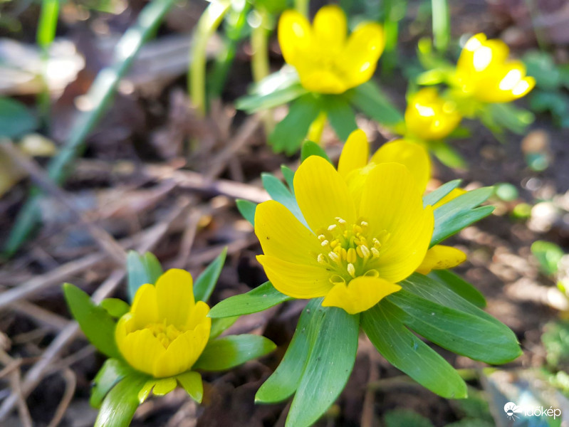 Kinyílt a téltemető