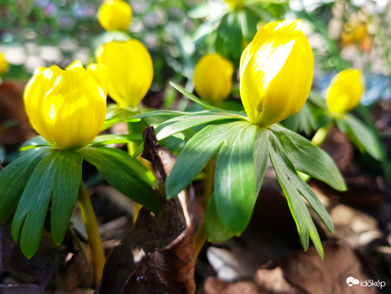Napsütésben kezd kinyílni