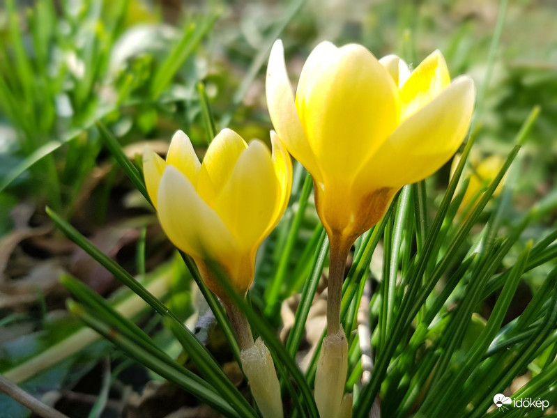 Sárga krókusz