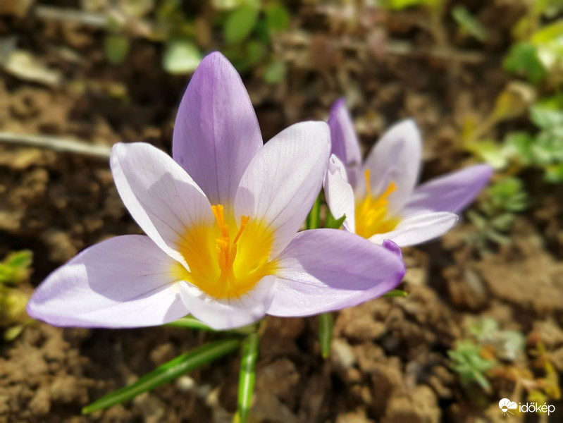 Napfürdőző krókusz