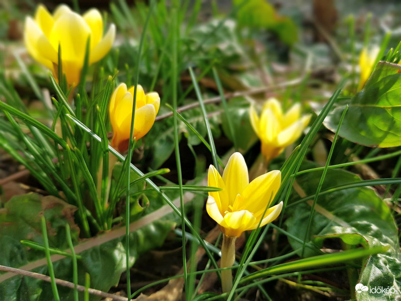 Tavaszias napsütés