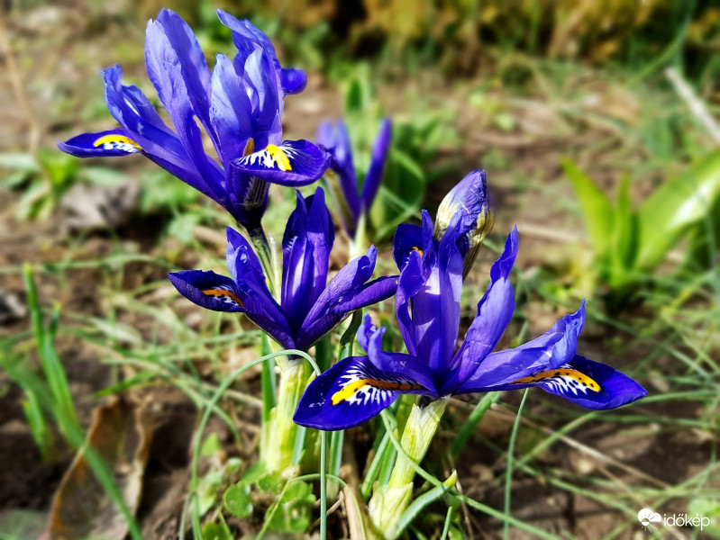 Törpének is gyönyörű :)