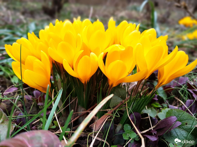 Egy csokor sárga krókusz