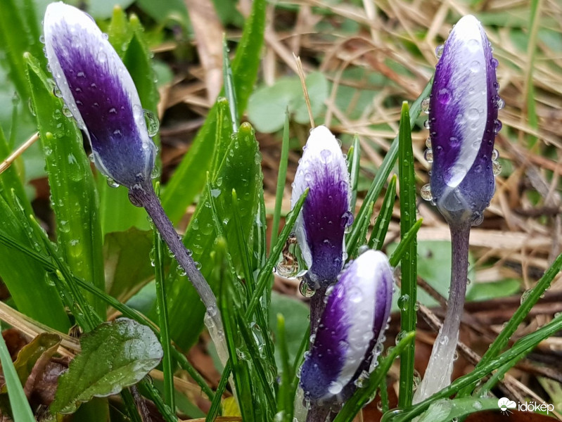 Lila krókuszok az esőben