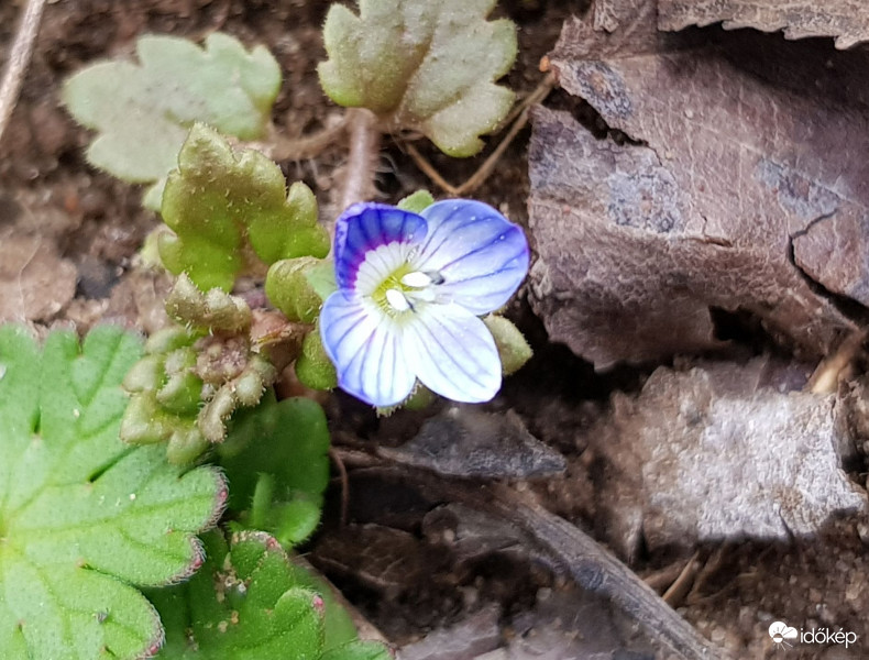 Valamelyik fajta veronika